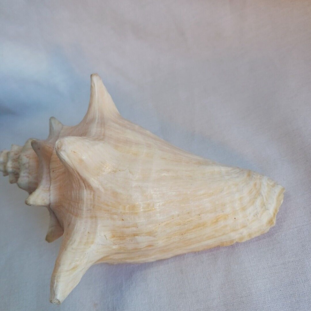 Conch Shell 6 Inch - Picture 10 of 10